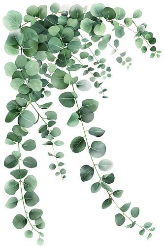 Cascade d'eucalyptus