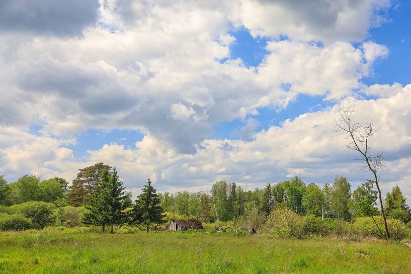 Spring in the Pfrunger-Burgweiler Ried near Wilhelmsdorf by BlattArt - Christine Horn