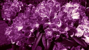Flower colors lilac  van Jenny Heß