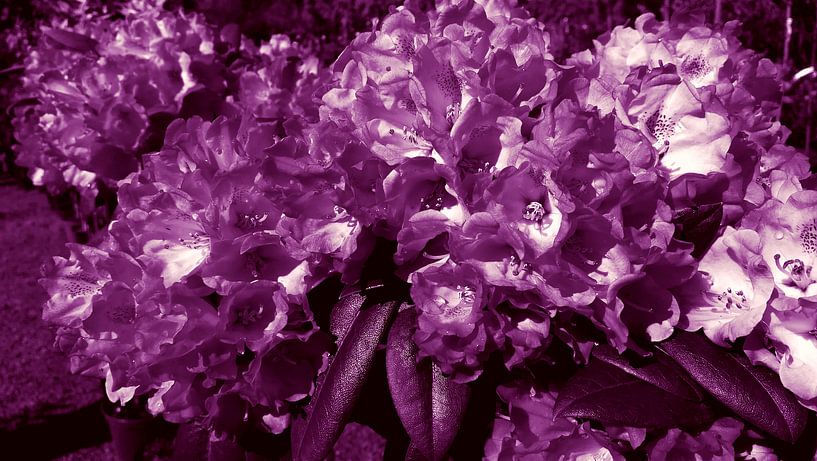 Blumen in der Farbe lila aus der Natur von Jenny Heß