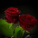Zwei rote Rosen von Torfinn Johannessen Miniaturansicht