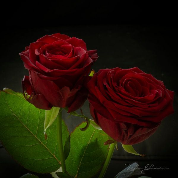 Zwei rote Rosen von Torfinn Johannessen