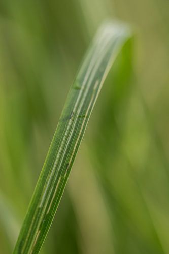 Gras