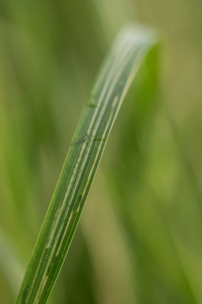 Gras van Robert Wiggers