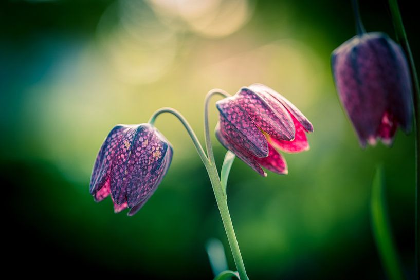 Kievitsbloem van Jolanda Wisselo