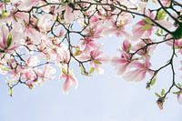 Pink Magnolia flowers with blue sky
