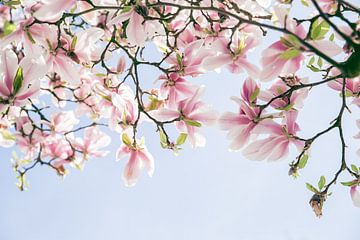 Roze Magnolia bloemen met blauwe lucht van Angeline Dobber
