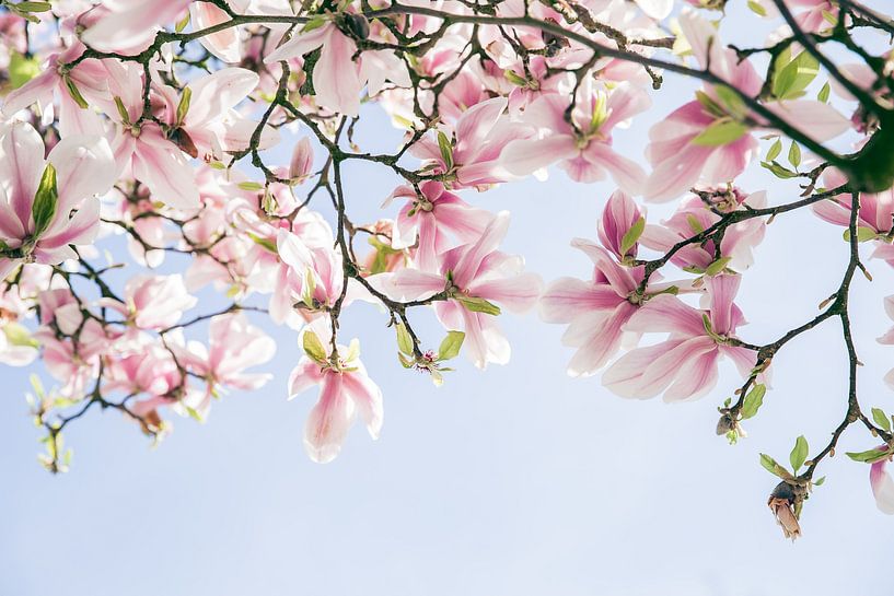 Pink Magnolia flowers with blue sky by Angeline Dobber