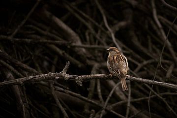 House sparrow on a branch by Kim Hoogstede