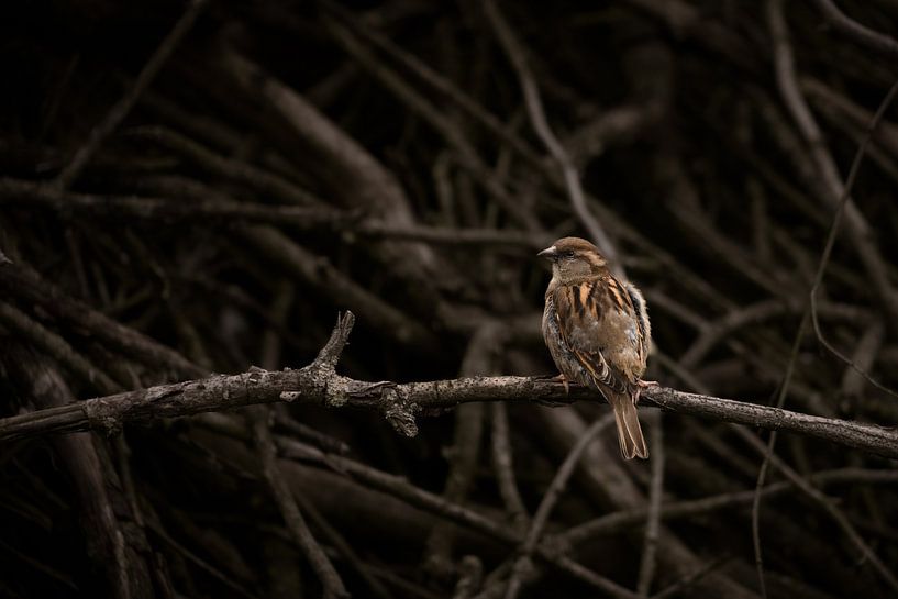 Haussperling auf einem Ast von Kim Hoogstede