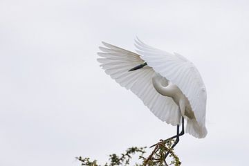 Great White Egret by Marco Kost