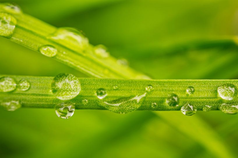 Wassertropfen auf Grashalmen I von Iris Holzer Richardson