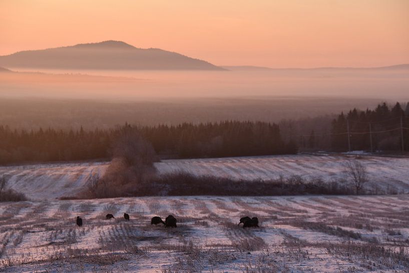 A mist on an autumn morning by Claude Laprise