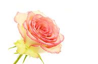 Rose/Rose von Tanja van Beuningen Miniaturansicht