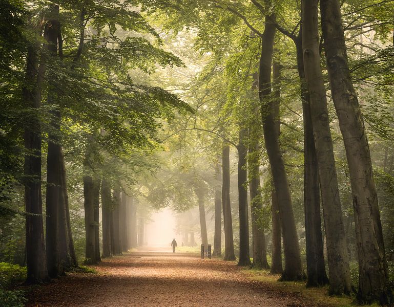 Autumn in the forest by natascha verbij