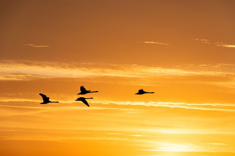 swansinMidAir by arie kortenhoeven