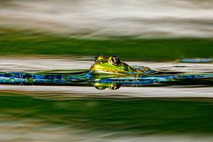 Grüner Frosch im Teich