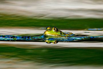 Grüner Frosch im Teich von Roland Brack