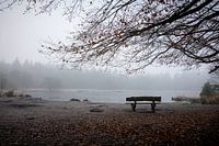 Foggy bench
