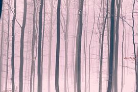 Forêt hivernale brumeuse sur Bilge Paksoylu