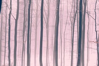 Misty Winter Forest