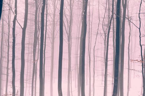 Forêt hivernale brumeuse