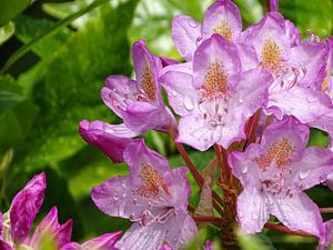 Pontischer Rhododendron