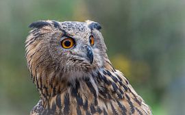 Owl by Aline Nijland