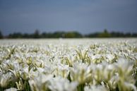 Witte tulpen in de bollenstreek van Maartje Abrahams thumbnail