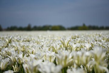 Les tulipes blanches dans la région des bulbes sur Maartje Abrahams