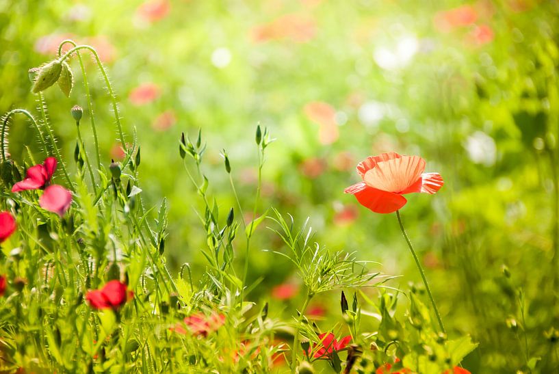 Cheerful poppy in summer green by Arja Schrijver Fotografie