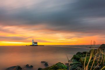Horse of Marken morning glory