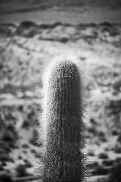 Cactus van Maarten Heijkoop
