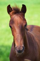 Portret van een jong paard