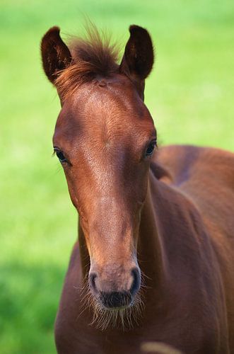 Portret van een jong paard