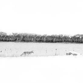 fine art coyote in de sneeuw langs de waterkant van Bianca Blonk