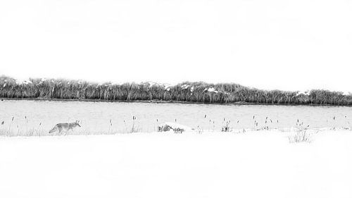 fine art coyote in the snow along the waterfront