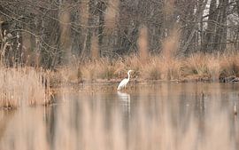 witte reiger by Petra De Jonge
