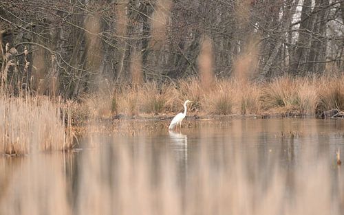 witte reiger