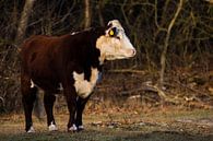 Hereford cattle in the morning light by Robbert De Reus thumbnail