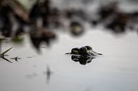 Gespiegelter Frosch