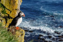 Iceland a Puffin