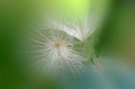 Intimes sur Martine Affre Eisenlohr