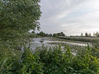 Groen doorkijkje op de Amstel