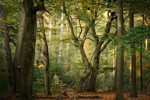 Dancing together in the woods
