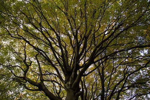 The Breath of the Tree