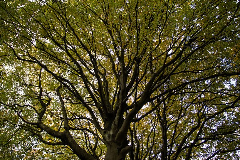 Der Atem des Baumes von Sebastian Stef