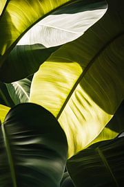 Jeu de feuilles Lumière sur Poster Art Shop