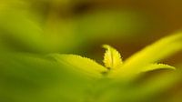 green leaves