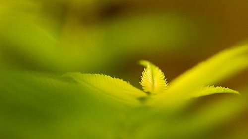 green leaves